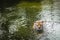 Swimming Sumatran Tiger