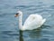 Swimming swan