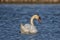 Swimming swan, Blue water