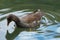 Swimming swan. Blue water and yellow grass background. Mute Swan Cygnus olor