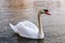 Swimming swan on the lake