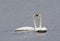 Swimming Swan Pair Touching Beaks