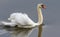 Swimming swan in profile at the lake.