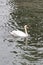 Swimming Swan in water lake at Switzerland