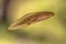 Swimming Tadpole of Phelophylax frog with green background