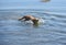 Swimming Toller Dog with a Ball in His Mouth