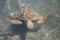 Swimming Turtle, Agostoli, Kefalonia,