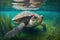 swimming turtle, with its head and limbs submerged in the water