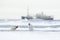 Swimming two polar bears. Fight of polar bears in water between drift ice with snow. Blurred cruise chip in background, Svalbard,