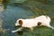 Swimming white and brown dog in clear blue lake in central croatia