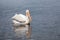 Swimming White Pelican - Sanibel Island, Florida
