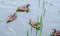 Swimming wild ducks in a pond with green rushes