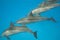 Swimming wild Spinner dolphins.