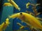 Swimming yellow fish