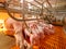 Swine farming - parent swine farm.