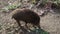 Swine fever wild boar in Genoa town Bisagno river Italy urban wildlife looking for food in garbage