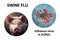 Swine flu, conceptual composite 3D illustration. Influenza virus H3N2 and portrait of a pig