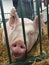 Swine Pig sitting in a cage at a fair waiting to be judged