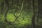 Swineholes Wood. Vibrant green moody, ethereal UK forest woodland trees, and foliage