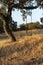 Swing in an acorn tree at sunset