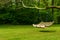 Swing bench in lush garden