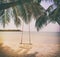 Swing hang from coconut palm tree.