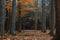 A swing hangs in the middle of a dense forest, surrounded by towering trees and natural beauty, A tree swing for two in a secluded