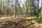 Swing and horizontal bars on playground and basketball court in pine forest