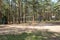 Swing and horizontal bars on playground in pine forest