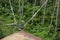 A swing over a high canyon on the cliff in the jungle rainforest of a tropical Tegalalang. Attractive tourist spot above rice