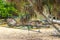 Swing on tree at Naithon Beach bay panorama Phuket Thailand