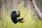 Swinging Chimp V