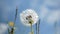 Swinging dandelion on a background of blurred blue sky. Close up