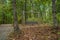 Swinging park bench in the woods