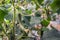 Swinging tendril and very small cucumber