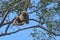 Swinging, White-handed Gibbon, Hylobates lar 003