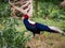 A Swinhoe Pheasant Walks Along The Ground And Shows Off Its Feathers