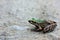 Swinhoe`s frog