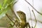 Swinhoe\'s tree lizard , Japalura swinhonis