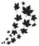 Swirl of falling maple leaves