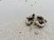 Swirl of sand and mud on the beach cast by lug or sand worms with sediment balls or pellet made by ghost or sand crab