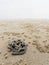 Swirl of sand and mud on the beach cast by lug or sand worms with sediment balls or pellet made by ghost or sand crab