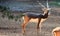 Swirling Black Deer, Talchapur, Churu, Rajasthan, India