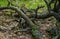 Swirling branches and roots of old trees covered with moss in a summer Siberian forest