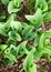 swirling green tulip leaves close-up from above