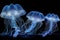 swirling patterns of illuminated jellyfish in motion