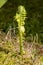 Swirling young lone fern under the sun close up