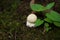 Swirly bokeh--Young fruit body of Isolated Amanita pantherina on dead leaves