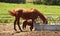 swish the tail, thoroughbred horse time to eat, SUTTON MA