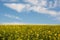 Swiss agriculture - Field of rapeseed with beautiful cloud - plant for green energy